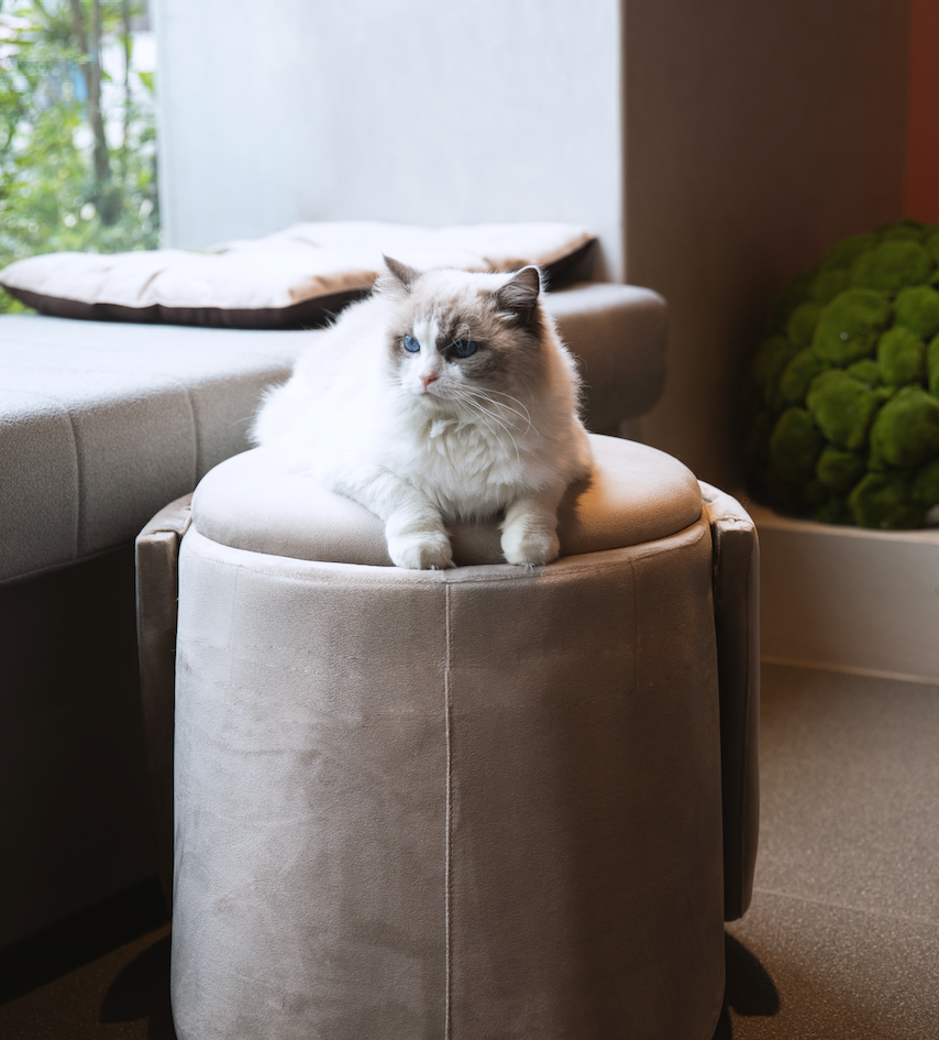 Pet Ottoman Bed with Hideaway | Cat & Small Dog Stool Bed Indoor | Modern Pet Furniture OEM Supplier